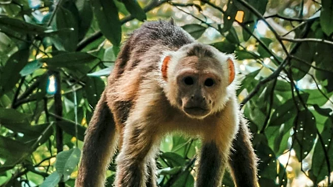 AI-Powered Device Engages Capuchin Monkeys in Costa Rica with Banana Rewards