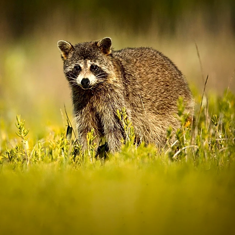 Raccoon with Rabies Found in Montgomery Neighborhood, Prompting Public Health Advisory