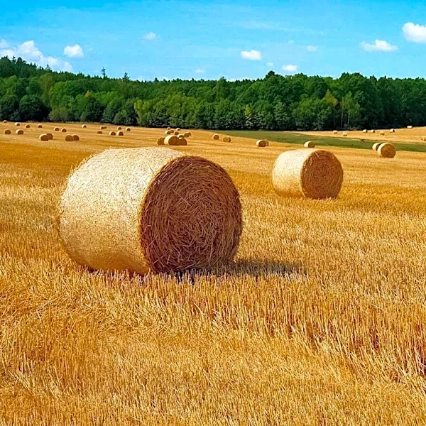 New England's Summer Daylight Dwindles as Fall Approaches, Affecting Local Agriculture