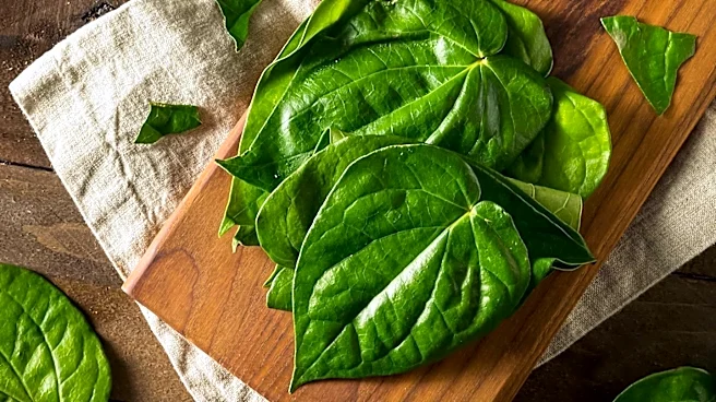 Papua New Guinea Faces High Oral Cancer Rates Due to Betel Quid Chewing