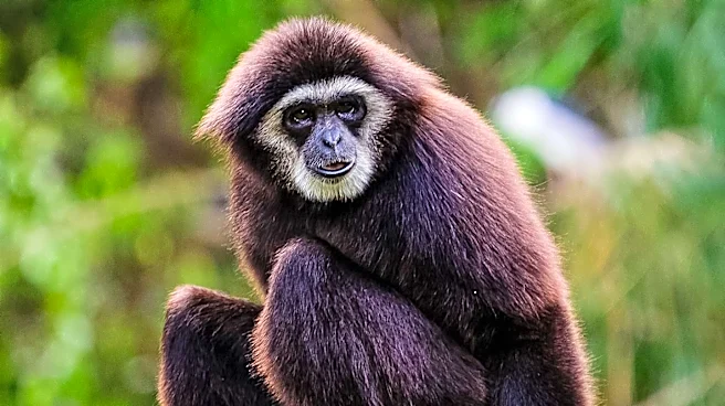 New Primate Species Discovered in Wyoming Sandstone, Challenging Evolutionary Theories