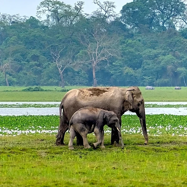 Sri Lanka's Hurulu Eco Park Offers Sanctuary Amid Human-Elephant Conflict