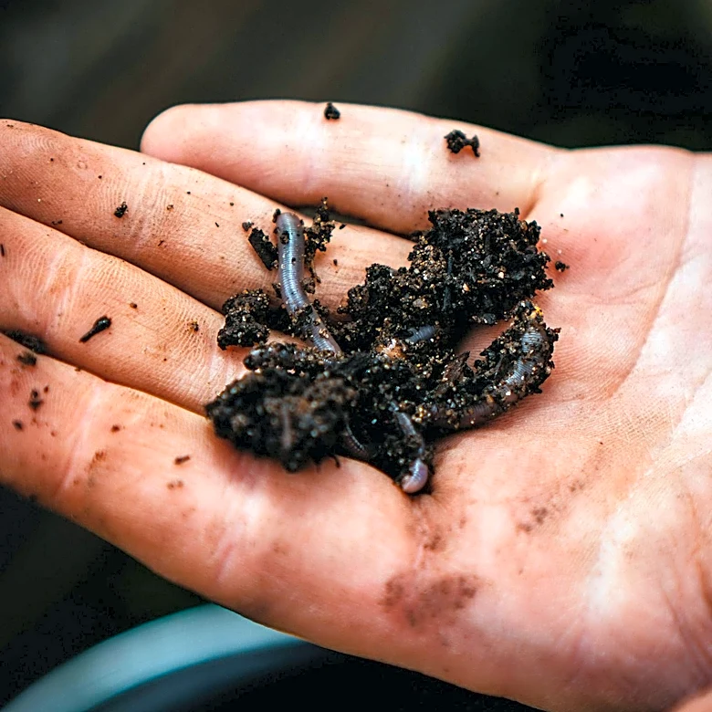 Wausau Community Considers Curbside Compost Programs in Daily Poll