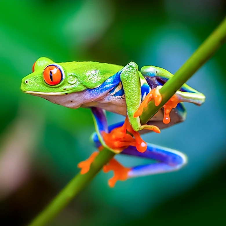 Scientist Discovers Iridescence in Frog Species, Unveiling New Biological Insights