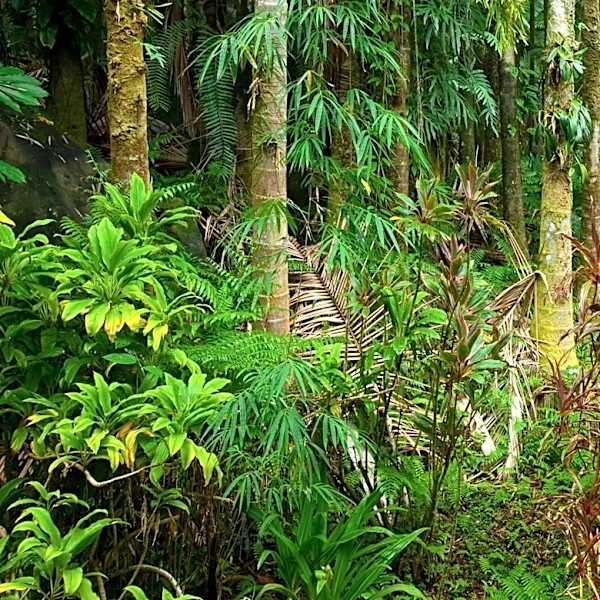 Study Reveals Limited Success in China's Tropical Forest Restoration Efforts