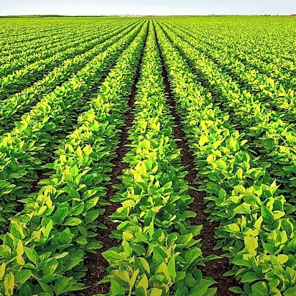Minnesota CropCast Highlights Independent Crop Consulting's Role in Modern Agriculture