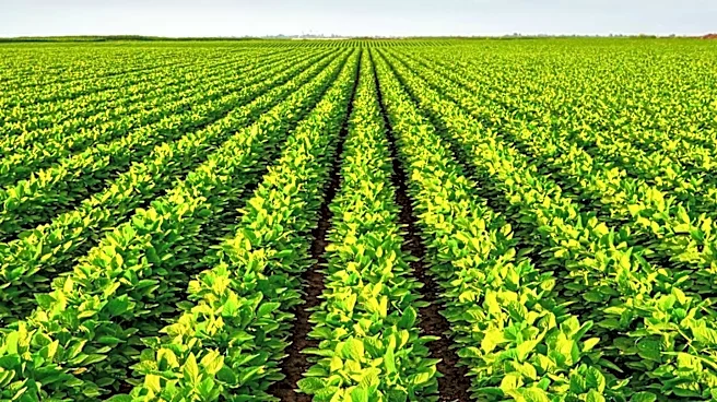 Minnesota CropCast Highlights Independent Crop Consulting's Role in Modern Agriculture
