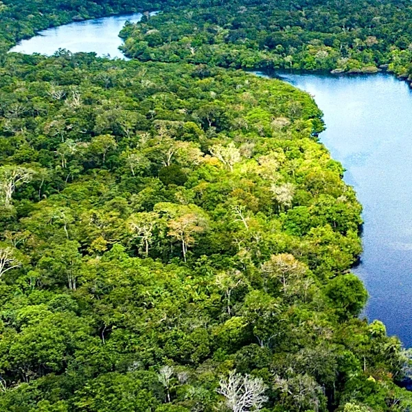 Resilience in the Face of Climate Chaos: Nature's Role in Mitigating Change