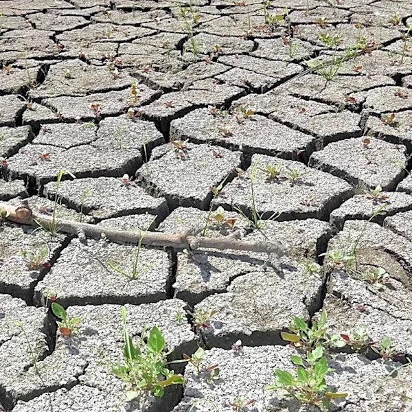 USDA Designates Fourteen Idaho Counties as Primary Natural Disaster Areas Due to Severe Drought
