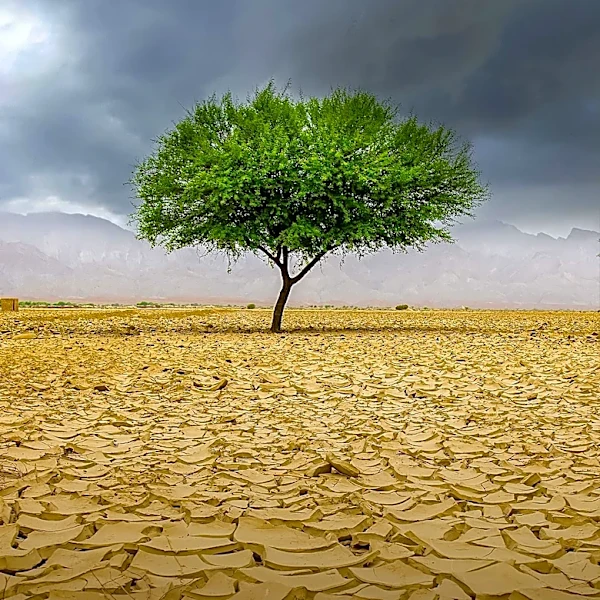 Forest Disturbance Modeling Advances to Address Climate Change Impacts