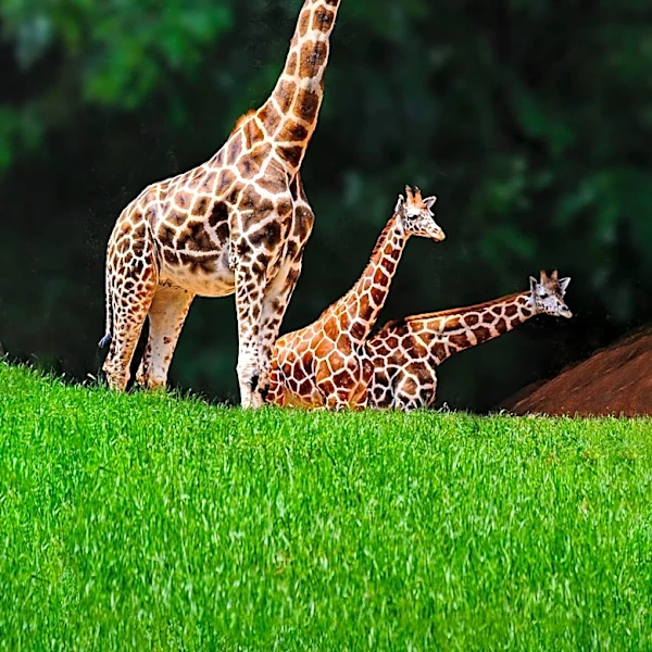 Nashville Uses Eminent Domain to Halt Data Center Development Near Zoo