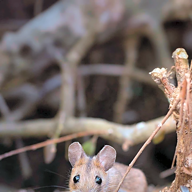 Kriya Therapeutics Reports Success in Extending Lifespan with Gene Therapy in Mice