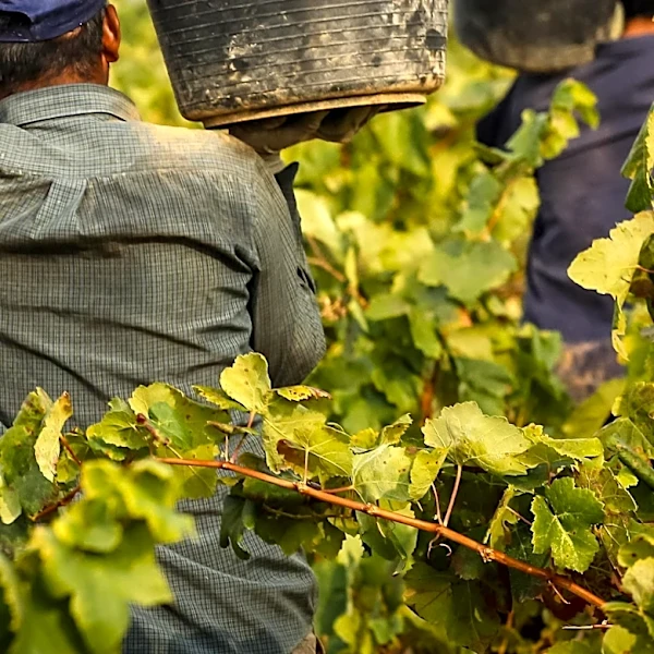 B.C. Wineries Confront 'Smoke Taint' Challenges Amidst Wildfires