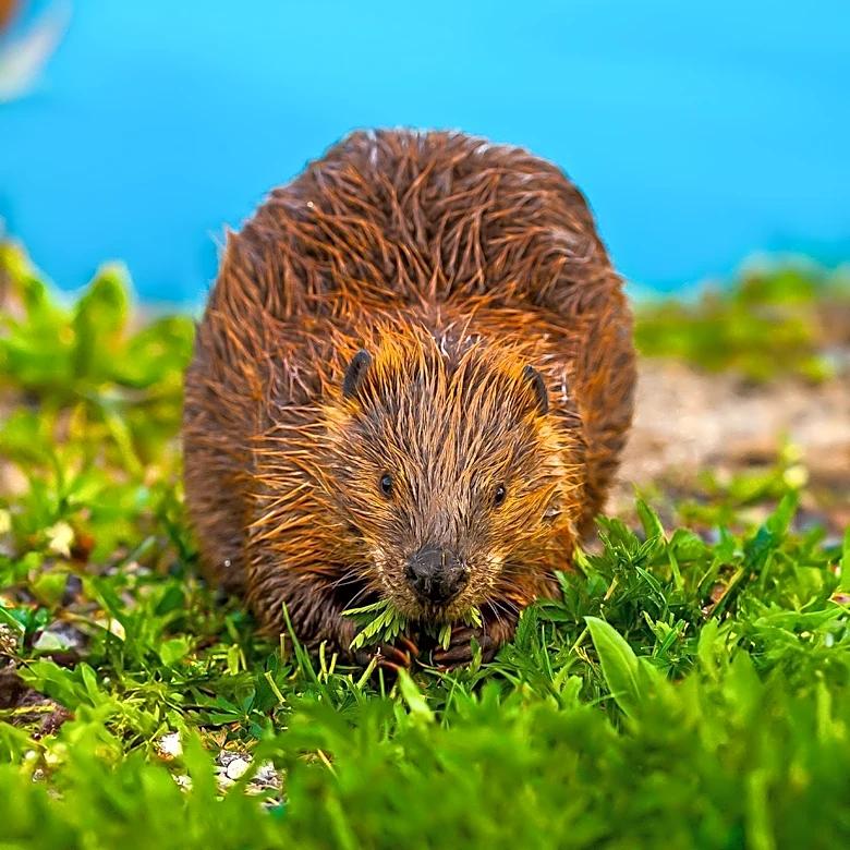 Second Beaver Attack at Maryland State Park Prompts Closures Amid Rabies Concerns