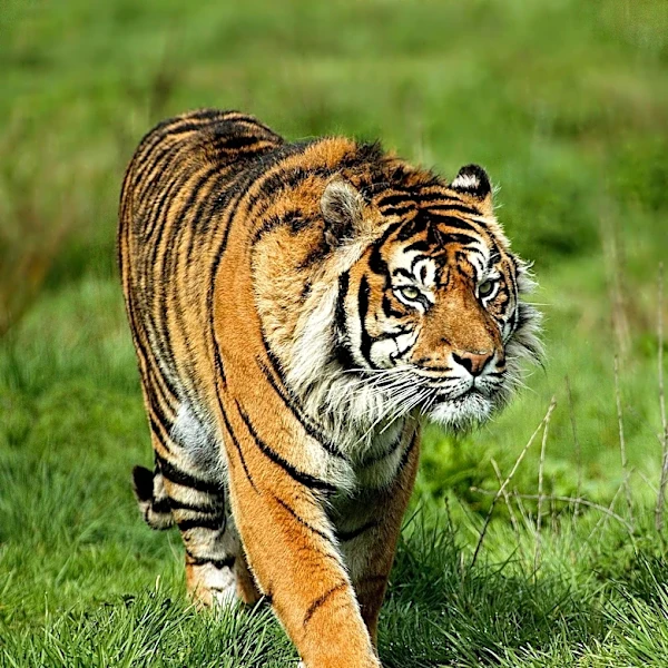 Kazakhstan Reintroduces Amur Tigers to the Wild After 70-Year Absence