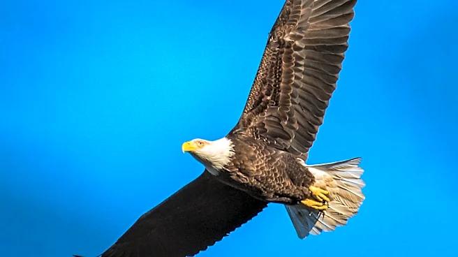 Big Bear Bald Eagle Jackie Continues Fight for Survival Amid Mystery Illness