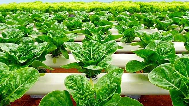 Michigan Lifts Lettuce Warning as Cyclosporiasis Cases Decline