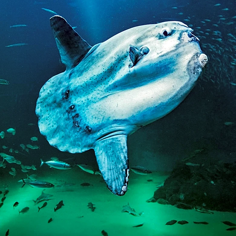 Ocean Sunfish: Vulnerable Species Facing Environmental Threats