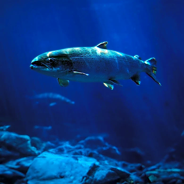 Oregon's Annual Fish Necropsy Aids in Forecasting Salmon Returns