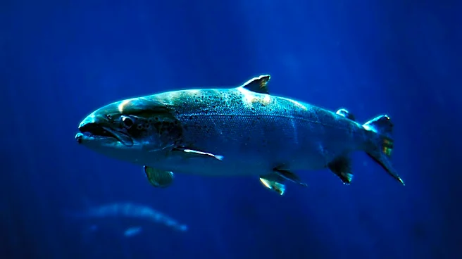 Oregon's Annual Fish Necropsy Aids in Forecasting Salmon Returns