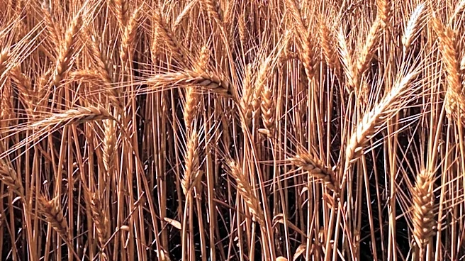 Syria Achieves Wheat Self-Sufficiency for First Time Since Civil War