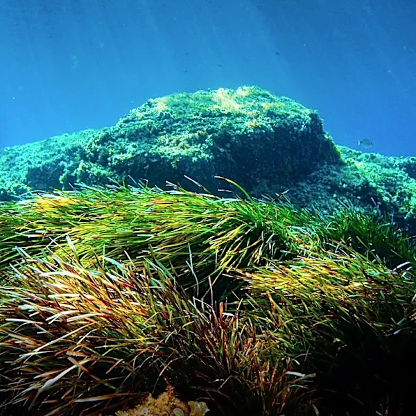 Turkish Marine Research Foundation Joins Deep Sea Conservation Coalition to Protect Ecosystems