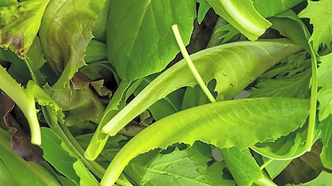 Ohio Health Officials Report Surge in Cyclosporiasis Cases Linked to Leafy Greens