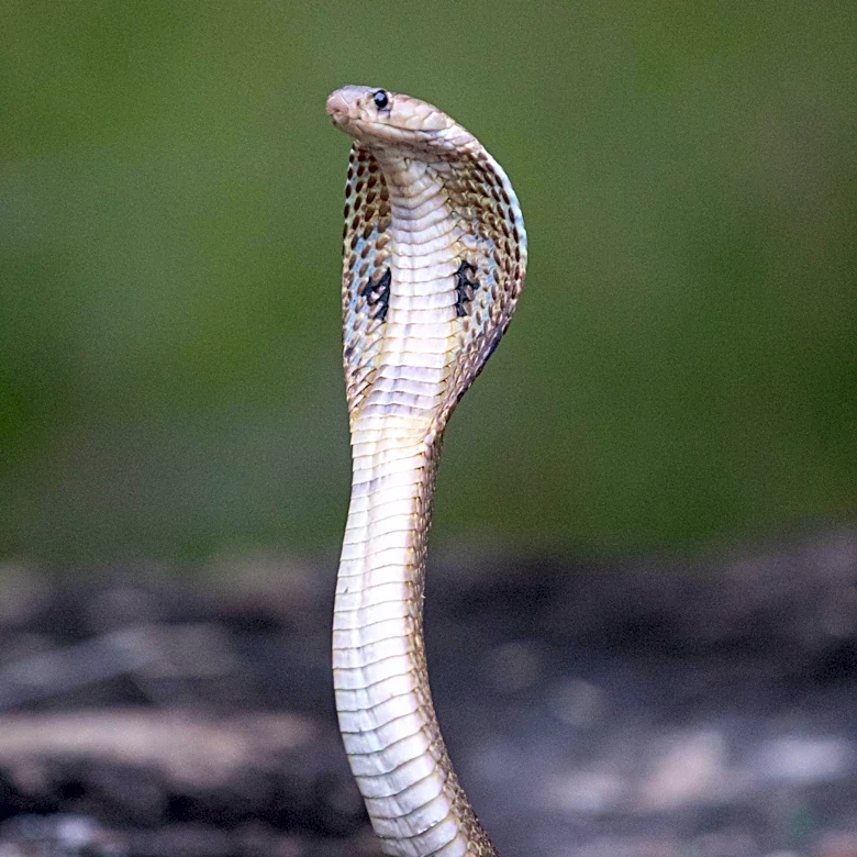 Florida Python Challenge 2026: 280 Invasive Snakes Removed
