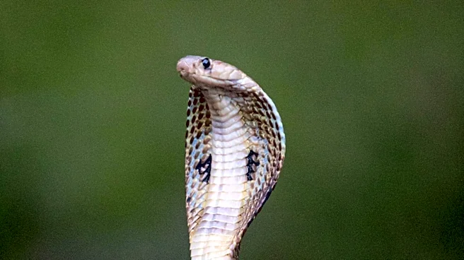 Florida Python Challenge 2026: 280 Invasive Snakes Removed