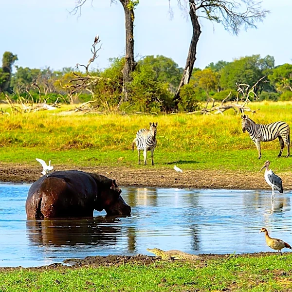 Lions' Encounter with Hippo in Botswana Ends in Unexpected Retreat