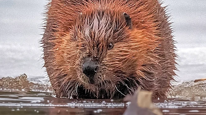 Second Beaver Attack Prompts Closures at Maryland State Park