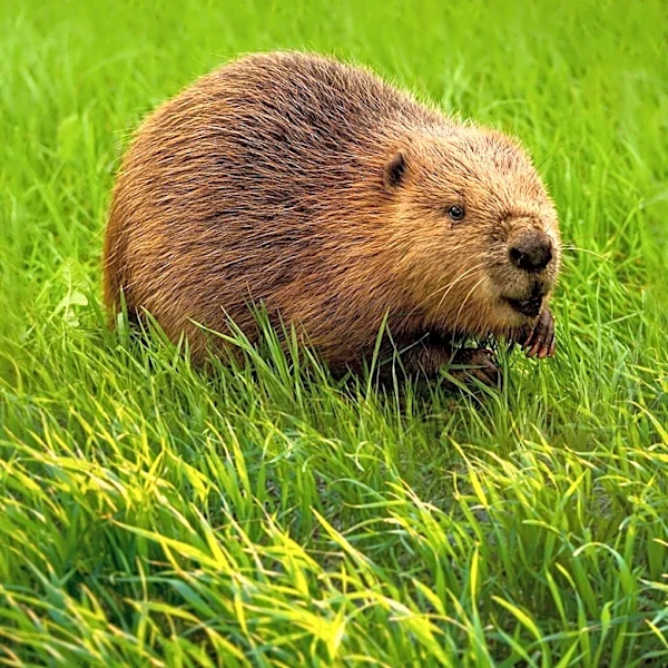 Maryland Park Closure Follows Rabid Beaver Attacks on Visitors