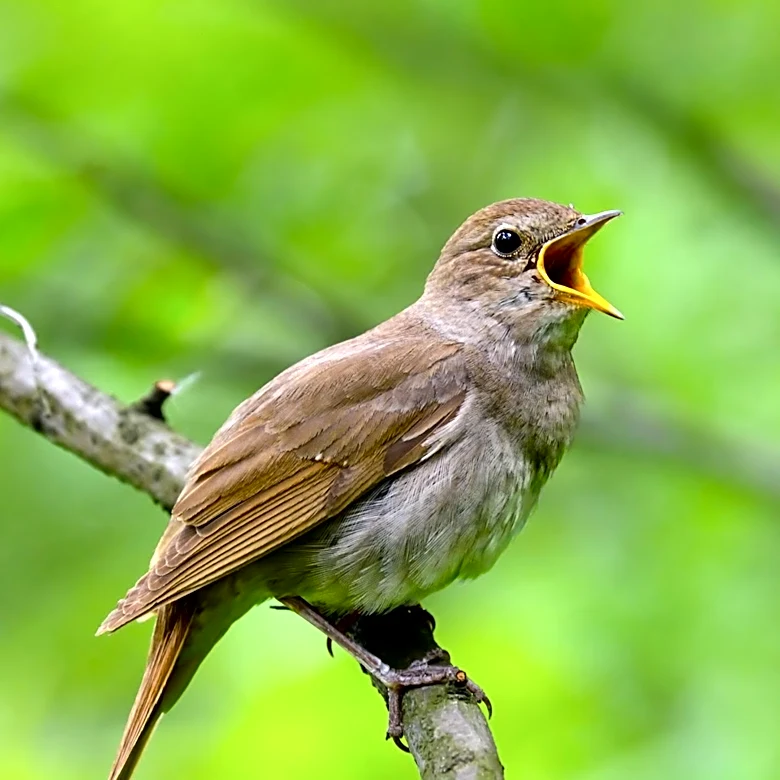 Research Reveals Songbirds' Enhanced Sensory Abilities for Seed Dehusking