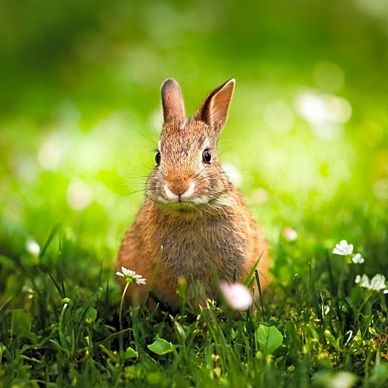 Wyoming's Historical Law on Rabbit Photography and Its Conservation Implications