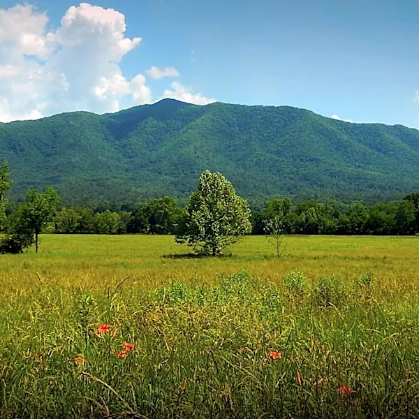 Tennessee Primary Elections Conclude Amid Redistricting and Gubernatorial Race