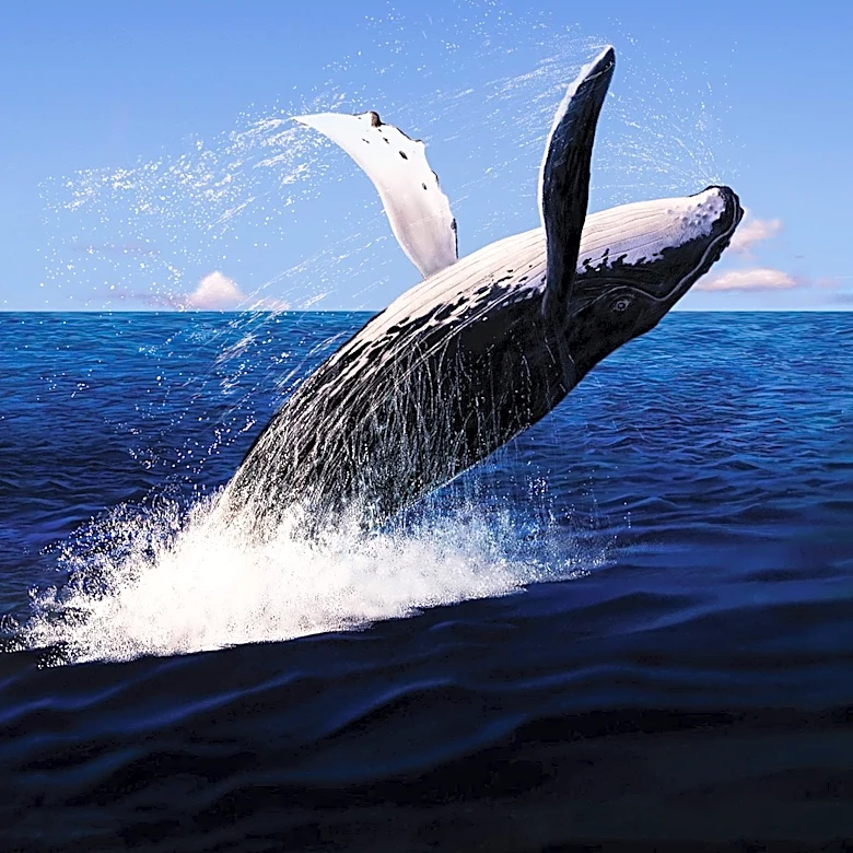NOAA Researchers Document Unique Humpback Whale Hunting Strategy, Raising Concerns Over Fishing Gear Risks