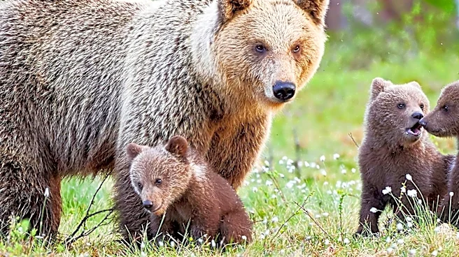 Grizzly Bear Cubs Killed by Adult Females in Alaska's Katmai National Park