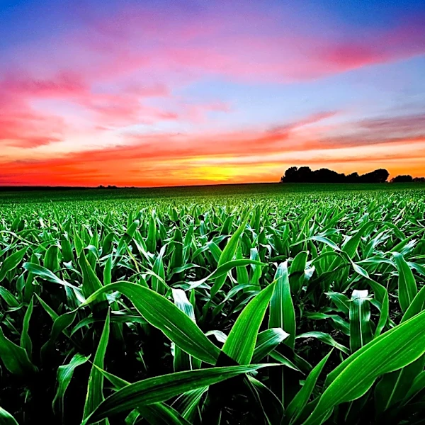 Indiana Farms Face Challenges with 'Forever Chemicals' in Fertilizer