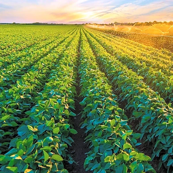 Senate Farm Bill Stalls, Ag Committee to Revisit Vote in September