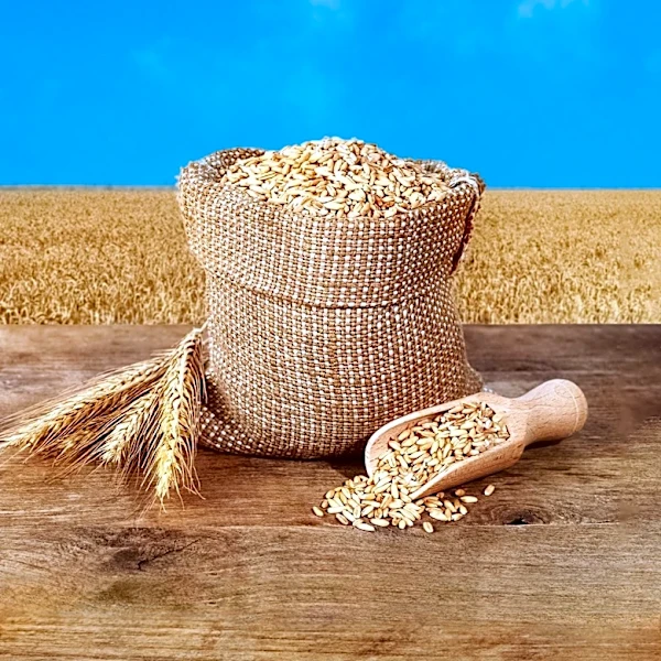 Agricultural Byproducts Offer Cost-Effective Feed Solutions for Northern Plains Livestock Producers