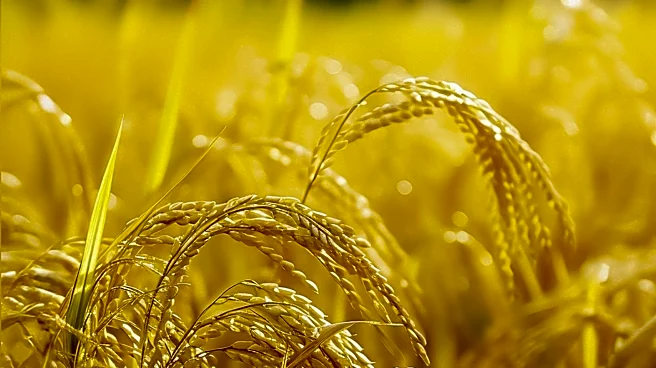 Heatwave in Tokyo Threatens Rice Crop, Raises Concerns Over Food Security