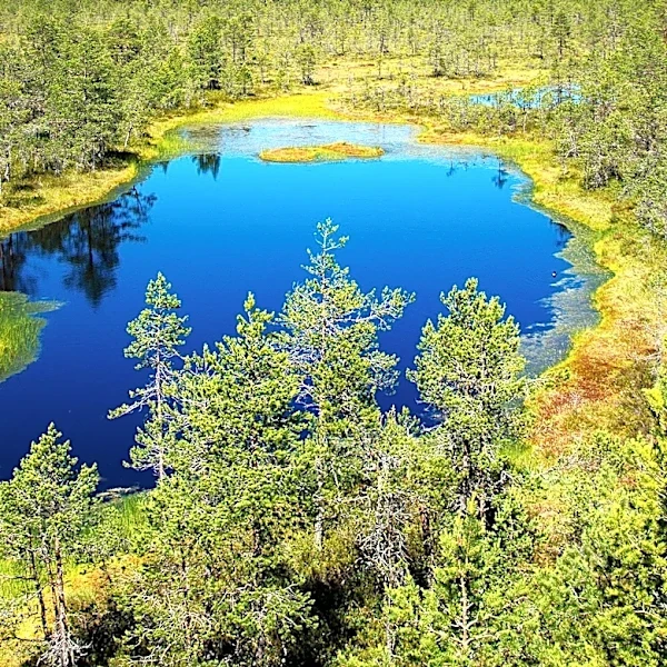 Environmental Factors Reshape Soil Microbiome in Northern Peatlands