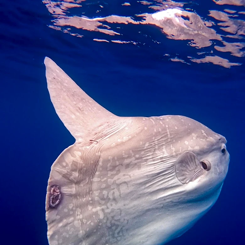 Ocean Sunfish: Unique Marine Species Faces Conservation Challenges