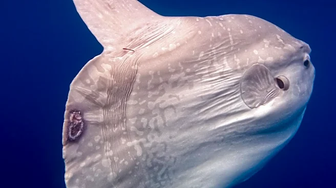 Ocean Sunfish: Unique Marine Species Faces Conservation Challenges