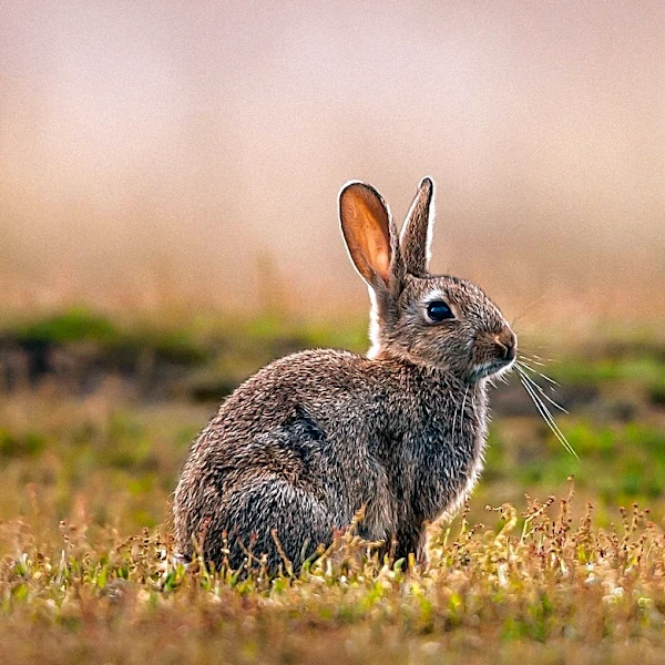 Fourth Case of Tularemia, 'Rabbit Fever,' Reported in Suffolk County
