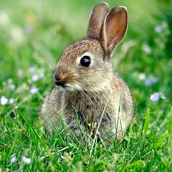 Fourth Case of 'Rabbit Fever' Confirmed in Suffolk County, NY