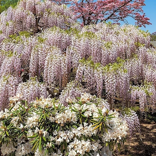 AWS Launches Dogwood for Enhanced AI Agent Governance