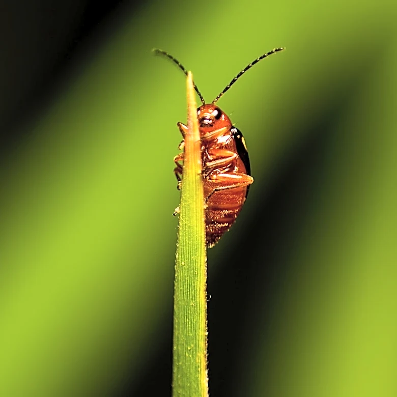 Emerald Ash Borer Detected in Salem and Beaverton, Prompting Quarantine and Mitigation Efforts