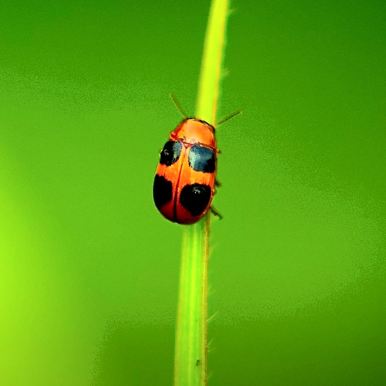 Black Pine Jewel Beetle's Fire Detection Abilities Inspire New Technology