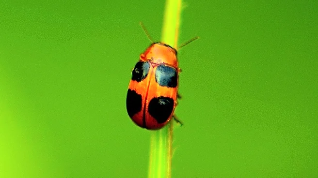 Black Pine Jewel Beetle's Fire Detection Abilities Inspire New Technology